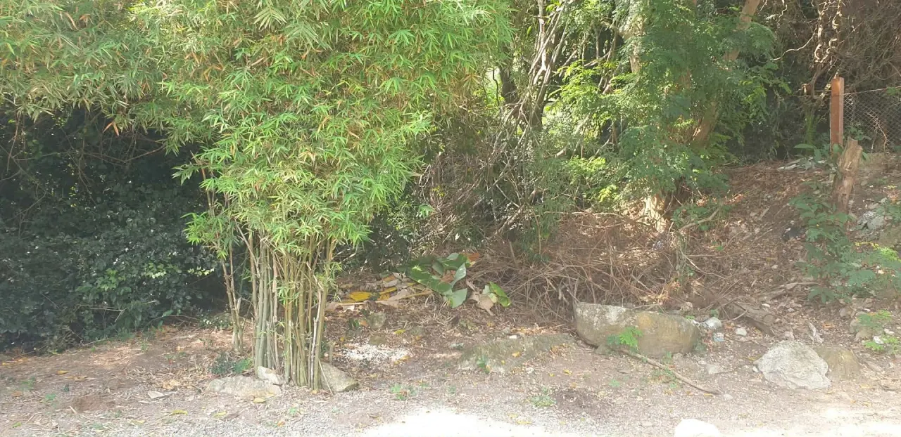 Dense vegetation blocking the path to the waterfall before clearance