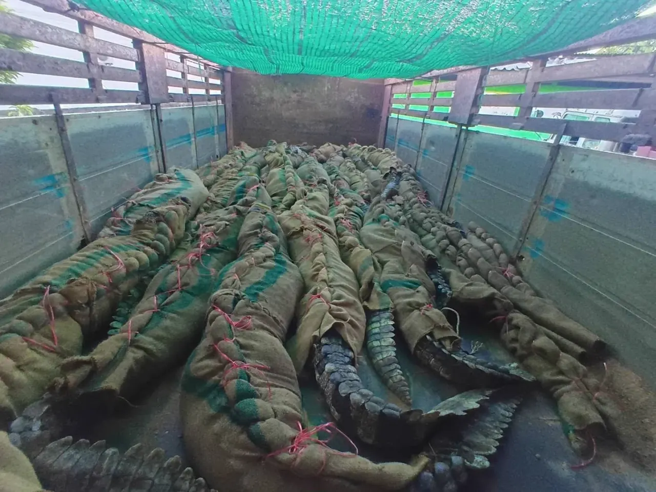 Crocodile transport from Koh Samui to Phuket