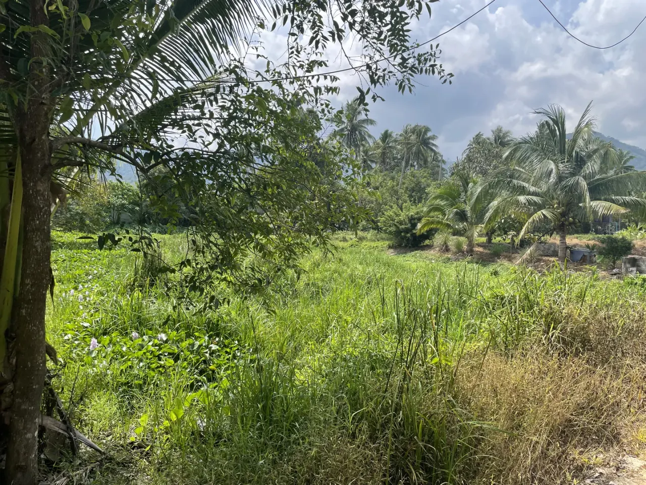 Dense vegetation and standing water covering the plot