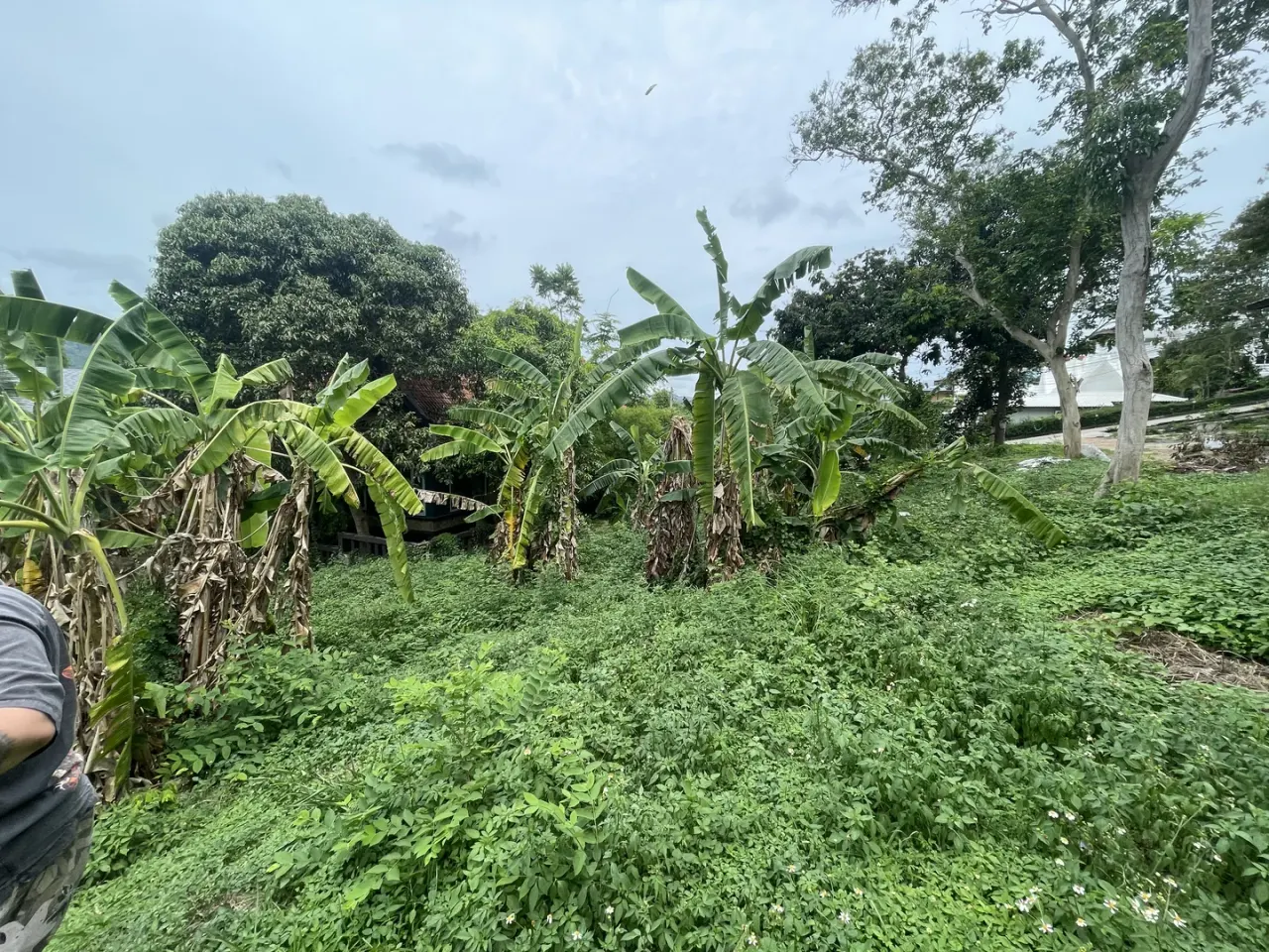Dense vegetation covering the plot before clearance
